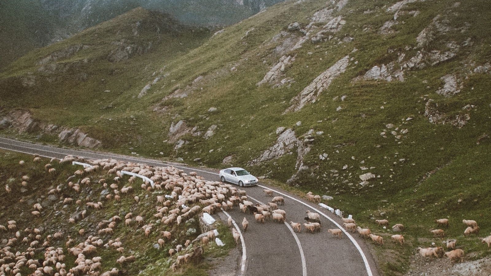 Watch out for animals on unfenced roads